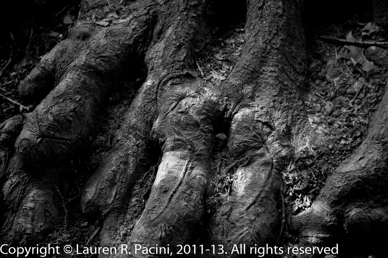 Roots at Horshshoe Lake