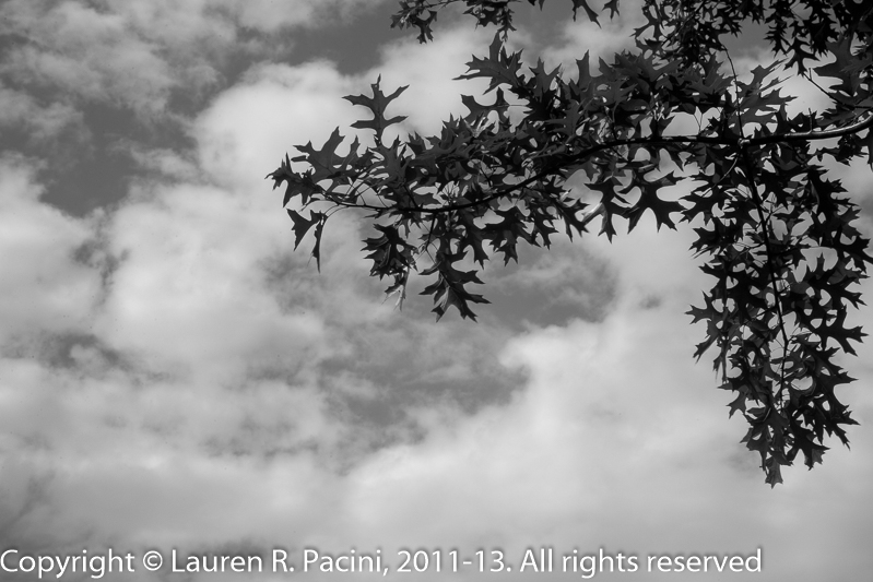 Oak Leaves and Clouds
